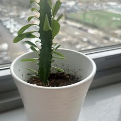 Still young Euphorbia Trigona Plant in CeramicWhite Pot