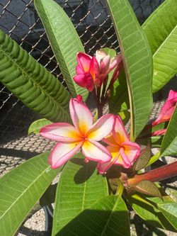 Plumeria Plant - Jester