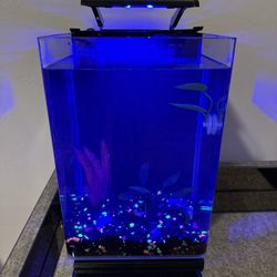GloFish Aquarium 