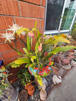 Blooming Orchid Cactus (Epiphyllum) + Talavera Mexican Ceramic Pot