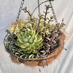 Hanging succulent planter$28