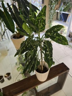 Aglaonema Pictum Tricolor