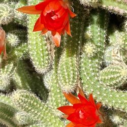 VARIOUS PLANTS for PROPAGATION! $5-$25