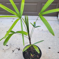 Lady Palm Plant