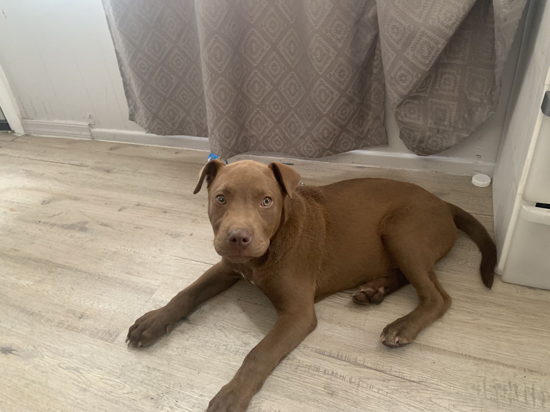 Pit bull 5 months