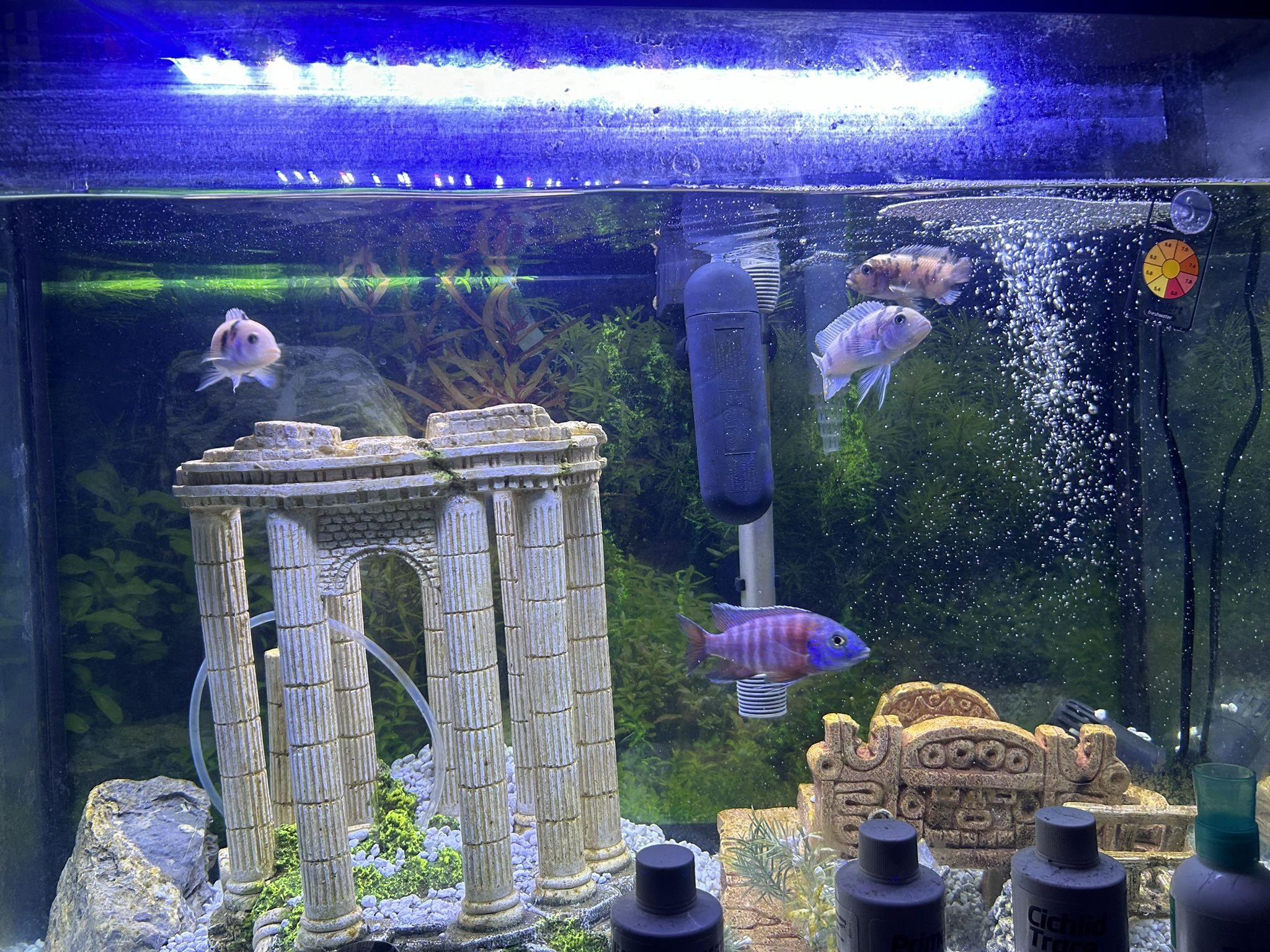 40 Gallon Fish Tank