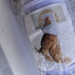 Comedero para pollos DIY a prueba de lluvia, puerto alimentador para aves de corral,