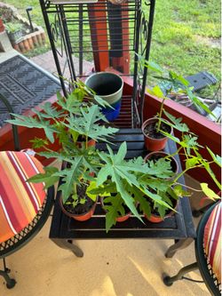 Papaya Trees