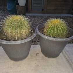Golden Barrel Cactus (x2)