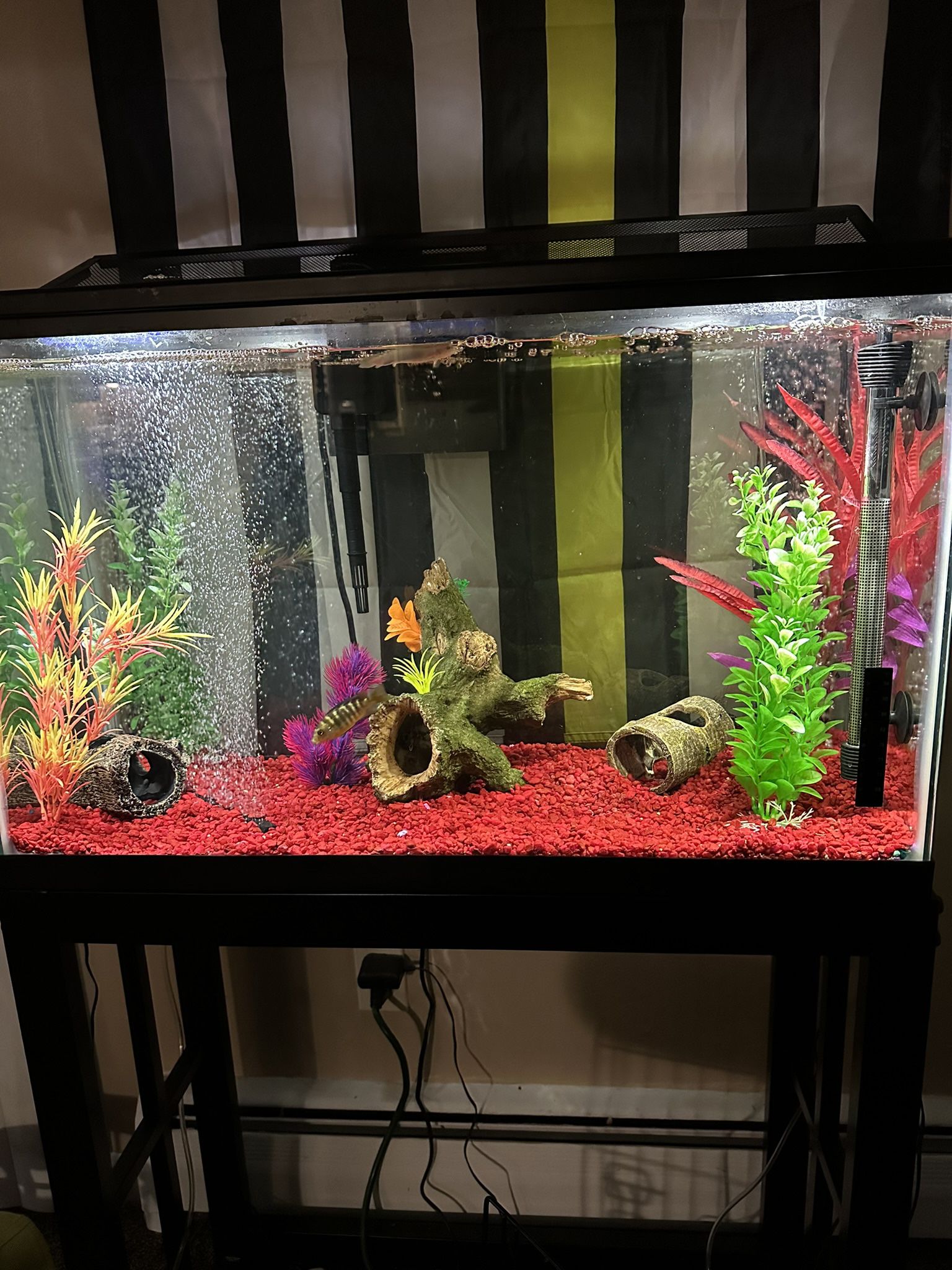 30 Gallon Aquarium Fish Tank (Set Up)