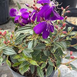 Tibouchina 🪻- 3 Gallons