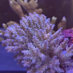 Coral Decor 