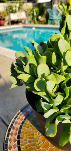 🌿 Silver Dollar Jade Plants – 2 Sizes – 7" Pots