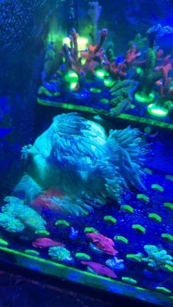 Fake Coral decoration plastic