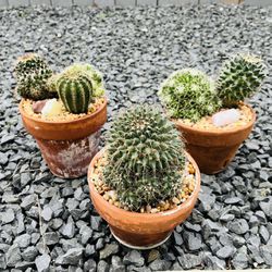 Variety Of Cacti In Clay Pot $8 Each 