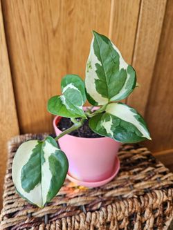 Potho "Pearls and Jade" (Peach pot-A)