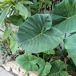Gaint Elephant Ear Plant