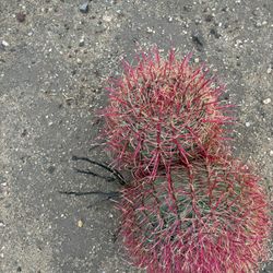 Red Barrel Cactus 