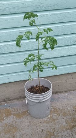 30 inch tall moringa tree in a bucket ready for transplantation