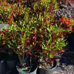 Croton plant 