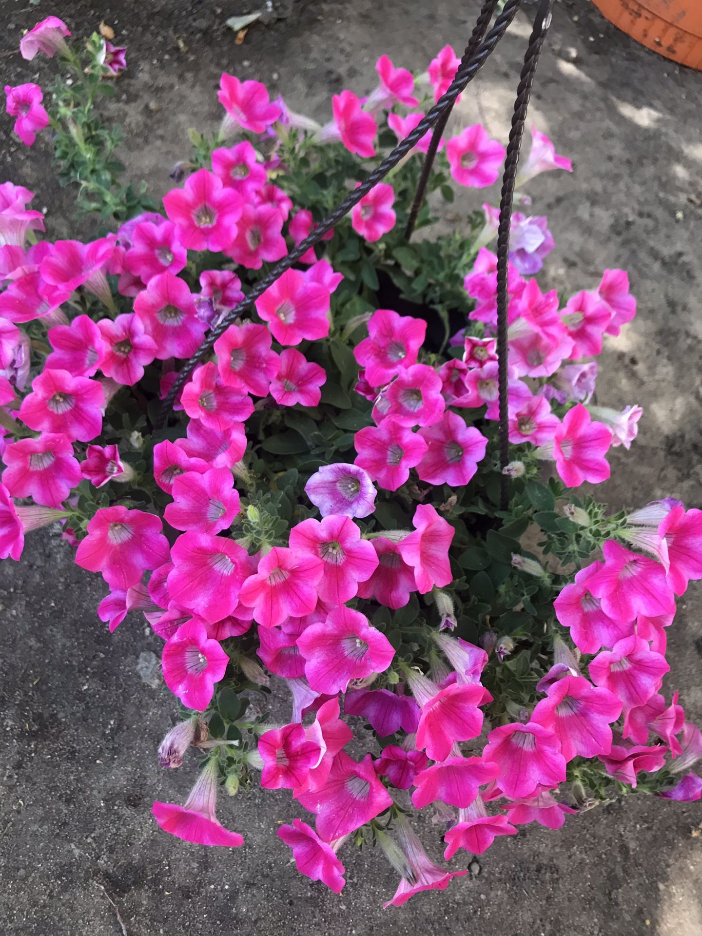 Beautiful bright color of petunia flowers on hanging pot