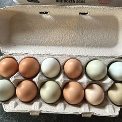 Fresh Eggs 