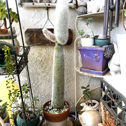 Cactus In Clay Pot 