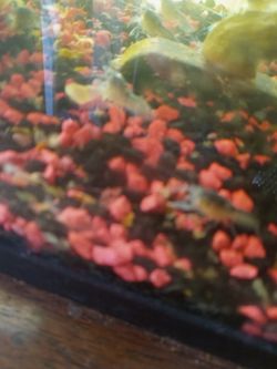 Fish tank buddy blue lobster