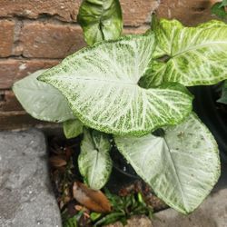 Plant 