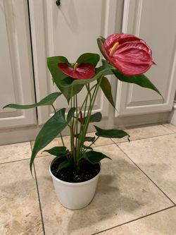 Red Anthurium Plant 