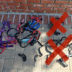Dog leashes and harnesses 