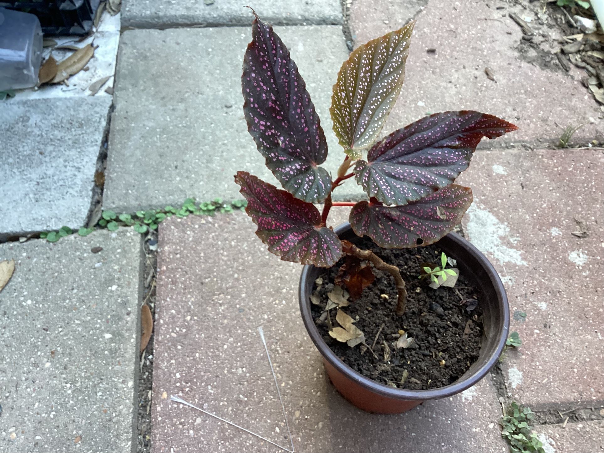 Angel Wings Begonia Plant
