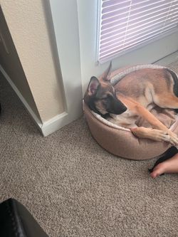 Round Pet Dog Bed with Sherpa Lining