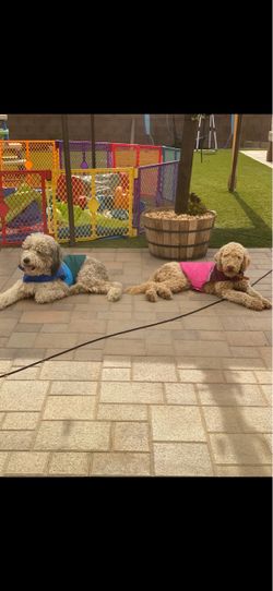 Dog training & crate