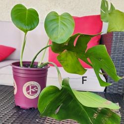 Rutted Monstera Deliciosa Cuttings