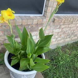 Nice plants potted!   Cheap