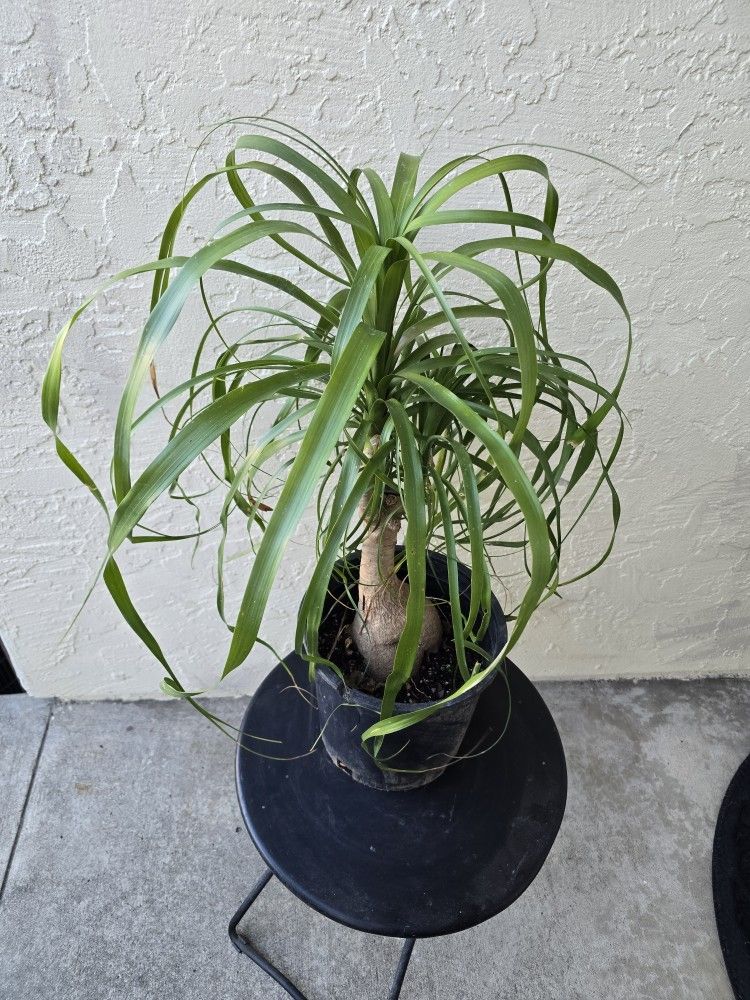 Ponytail Palm/Elephant Foot Plant