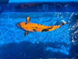 Koi for sell