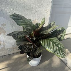 Calathea Ornate