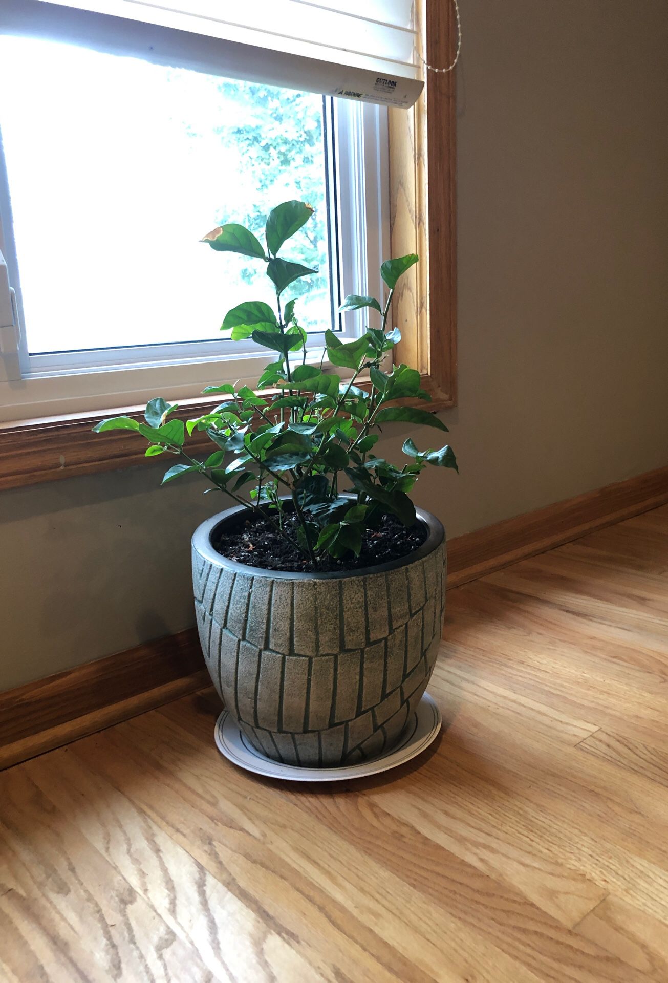 Jasmine Plant and Pot