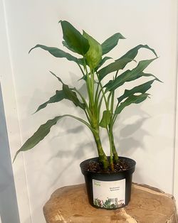 Plant