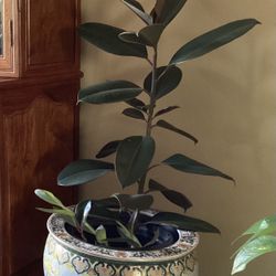 Ficus Burgundy Rubber Plant 