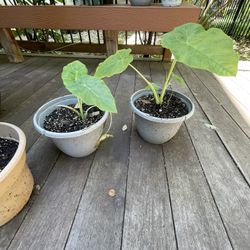 Elephant Ear Plants 