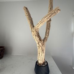 Cholla Wood Sculpture 
