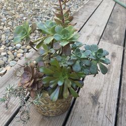 Succulent Arrangement