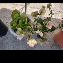 Plantas De Venta 