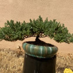 Bonsai Plants $65 Each