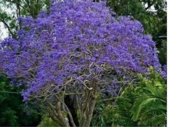 Jacaranda Trees 4F The Tall $45 Each Price Firm