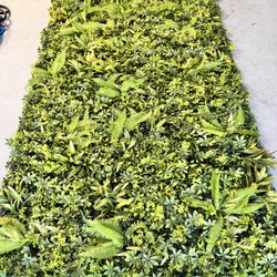 Artificial Green Wall