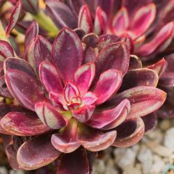 Painted Echeveria 